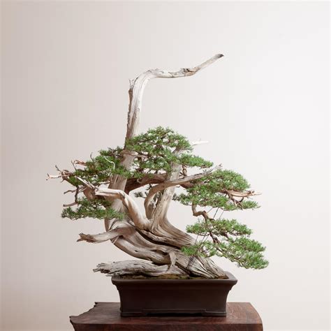 moisture meter juniper bonsai|juniper bonsai guide.